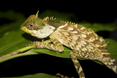 Acanthosaura phuketensis