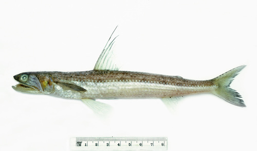 Filamentosus saury (Saurida filamentosa) — Synodontidae — 5