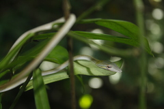 Ahaetulla prasina