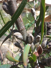 Hakea carinata