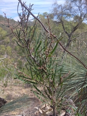 Hakea carinata
