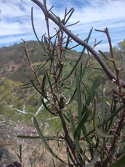 Hakea carinata