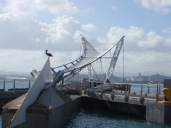 Pelecanus occidentalis