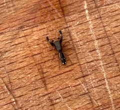 Damoetas