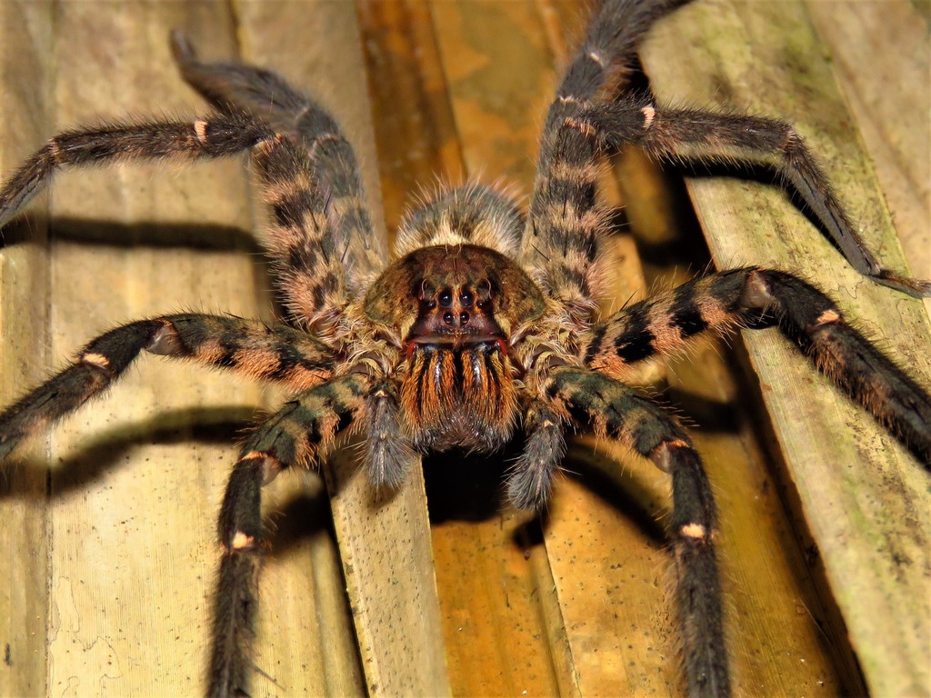 Sale's Bromeliad spider