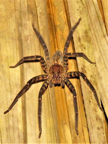 Tiger Bromeliad Spider