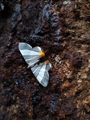 Opisthoxia miletia