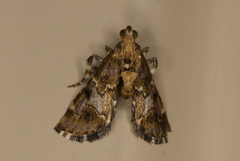 Arescoptera haplocala