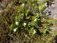 Veronica treadwellii