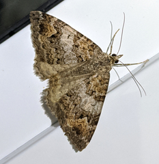 Chrysolarentia synchora