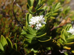 Veronica treadwellii