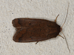 Proteuxoa porphyrescens