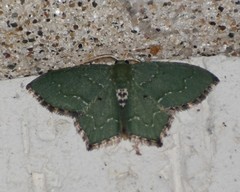 Chloropteryx nordicaria