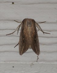 Leucania subpunctata