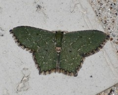 Chloropteryx nordicaria