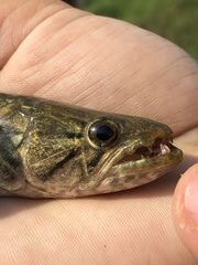 Tiger Characin photo 4