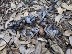 Craterellus atrocinereus