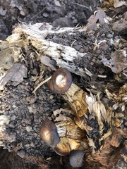 Gymnopilus thiersii
