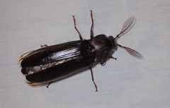 Pseudotetralobus