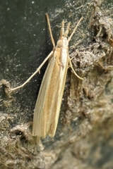 Orocrambus angustipennis