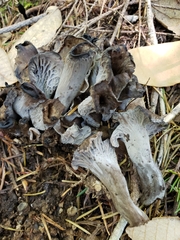 Craterellus atrocinereus