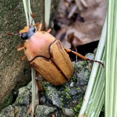 Lomaptera cinnamomea