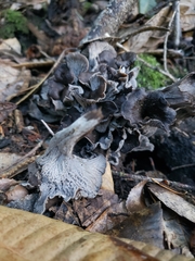 Craterellus atrocinereus