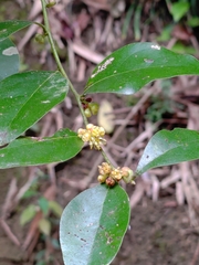 Lindera akoensis
