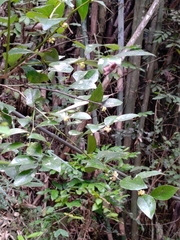 Lindera akoensis