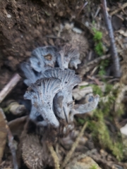 Craterellus atrocinereus