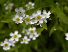 Plagiobothrys chorisianus chorisianus