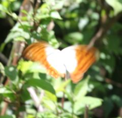 Charaxes varanes vologeses