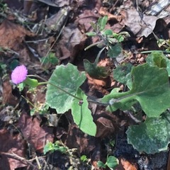 Emilia sonchifolia image
