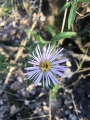 Symphyotrichum elliottii