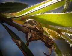 Paropsisterna tigrina