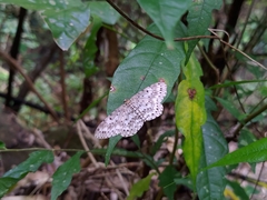 Percnia suffusa