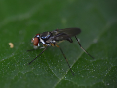 Tanypezidae