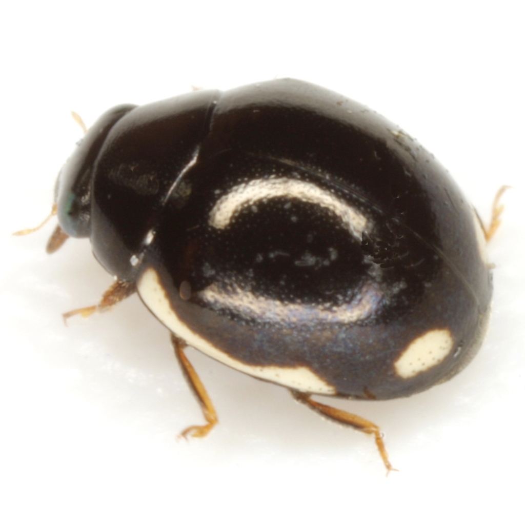 Hyperaspis inflexa