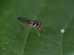Tanypezidae