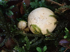 Lactifluus albopicrus