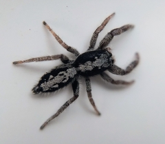 Ocrisiona leucocomis