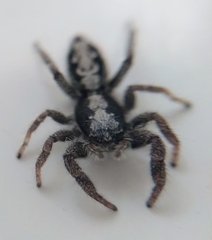 Ocrisiona leucocomis