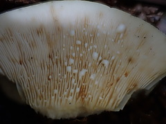 Lactifluus albopicrus