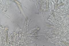 Lactifluus albopicrus