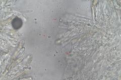 Lactifluus albopicrus