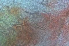 Lactifluus albopicrus