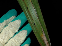 Dysbiota parvula