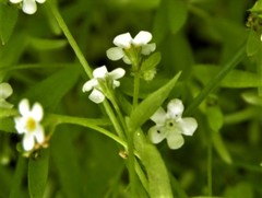 Plagiobothrys chorisianus chorisianus