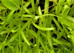 Plagiobothrys chorisianus chorisianus