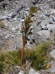 Aciphylla montana